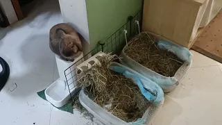 Bunny eating hay from the high ground