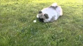 Charlie Keeshond Puppy