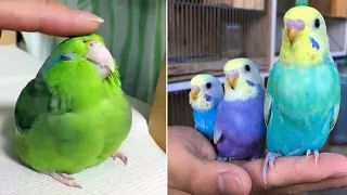 Baby Animals 🔴 Funny Parrots and Cute Birds Compilation (2021) Loros Adorables Recopilación #5