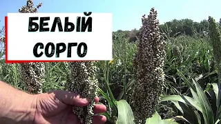 БЕЛОЕ СОРГО/ДОСТОЙНАЯ ЗАМЕНА КУКУРУЗЕ/ЗА НИМ БУДУЩЕЕ!!!