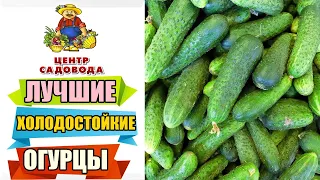 САЖАЙТЕ ЭТИ ХОЛОДОСТОЙКИЕ ОГУРЦЫ! МОРОЗЫ БУДУТ НЕ СТРАШНЫ