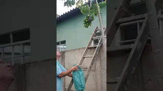 homem levando picada de marimbondo