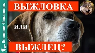 Выжлец или выжловка? Выбор собаки