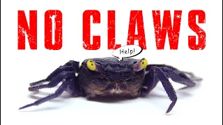 CAN WE SAVE A CRAB WITH NO CLAWS?