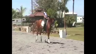 How to Do a Flying Change In Dressage