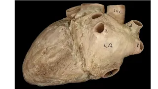 STEM-Virtual Heart Dissection