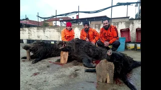 ΚΥΝΗΓΙ ΑΓΡΙΟΧΟΙΡΟΥ WILDBOAR HUNTING DOMUZ AVI caccia  cinghiale chasse sanglier Wildschweinjagd no20