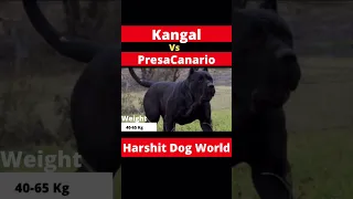 Kangal vs Presa Canario. #kangal #presacanario #dog #dogs #youtubeshorts #shorts