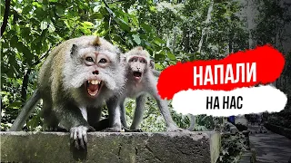 Бали. Лес обезьян в Убуде. Агрессивные обезьяны. Ubud Monkey Forest.