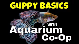 The Basics for Keeping and Breeding Guppies - Aquarium Co-Op Highlights