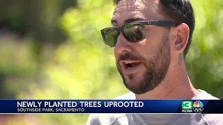 Tree thieves uprooting newly planted trees in Southside Park