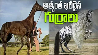 మీరు ఈ గుర్రాలను మునుపెన్నడూ చూసి ఉండరు | Rare Species of Horses.