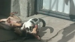 Хищный кот напал на собаку. A predatory cat attacked a dog. кот и собака, кто кого?