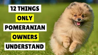 12 Things ONLY Pomeranian Dog Owners Understand ❤️