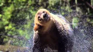 Grizzly Bears 4-D Experience ® | Trailer