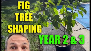 BEST Fig Tree Training Method: YEARS 2 & 3