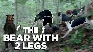 The BEAR with TWO LEGS!!! - Toughest Bear on Earth