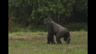 Nos femelles gorilles réintroduites au Gabon !