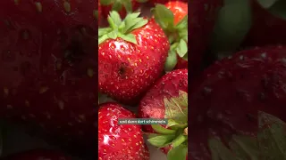 Mit diesen Tipps bleiben deine Erdbeeren länger frisch und schimmelfrei 🍓 | Ökochecker SWR #shorts