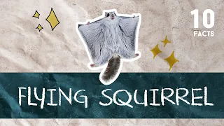 10 Facts about Flying Squirrel