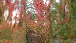 The beauty of the autumn colors YouTube #shorts