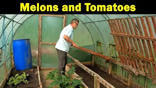 Melons and Tomatoes | Small Tunnel Planting | Melon Growing Chat | Green Side Up