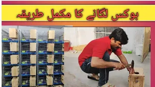 love bird box lagane Ki mukmmal video #parrot #oplines #bird #lovebird #dilutes #rawalpindi