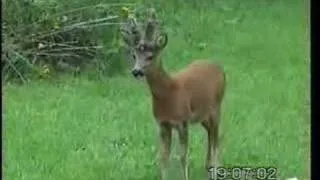 Barking Roe Deer