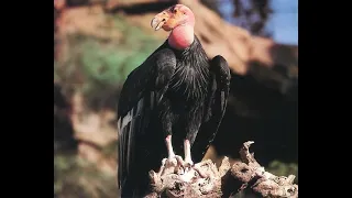 Калифорнийский кондор — птица символ