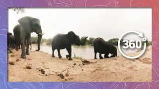 Elephants Go Swimming | Bring Their Swim Trunks (360 4K)