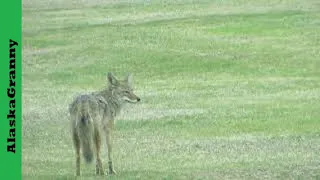 Coyote On My Patio