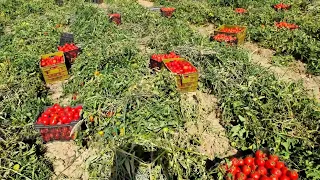 بارگیری گوجه فرنگی از مرودشت برای اصفهان