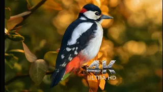 WOODPECKER SPOTTED!#video #wildlife #animals #travel #nature #birds #film #storyblocks