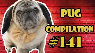 Pug Compilation 141 - Funny Dogs but only Pug Videos | Instapug