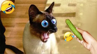😂🤣 New Funny Cats and Dogs Videos 🤣🤣 Best Funny Animals 2024 #16