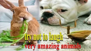 try not to laugh ... very amazing animals