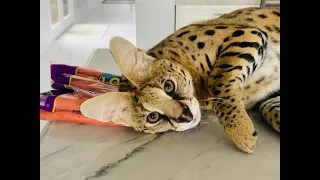 African Serval Cat attacks vegetables