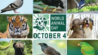 Happy world animals day|animals day status|Oct 4