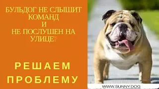 Бульдог не слышит команд на улице и не послушный?  Решаем проблему.