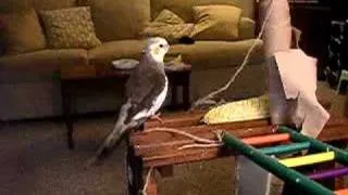 Cockatiel singing away