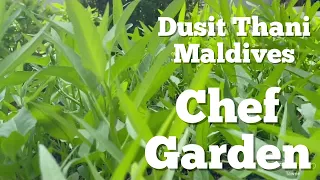 Chef Garden @ Dusit Thani Maldives update on 03 June 2021
