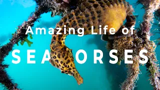Seahorses - Amazing Life of Mini Documentary