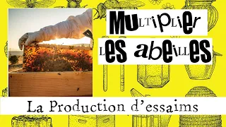 Multiplier les abeilles #01 : Produire des essaims