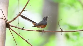 White-rumped Shama