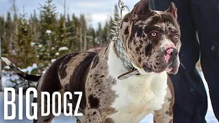 Meet Aftermath: The 130lb Superstar Merle Bully | BIG DOGZ