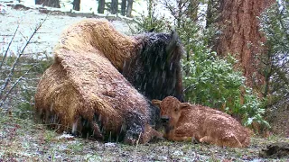 Yellowstone Bison Calves Brave Heavy Snowfall