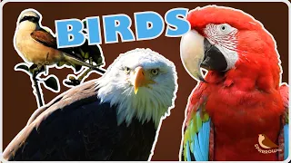 The State of Birds in Planet Zoo | 2024 DLC Speculation