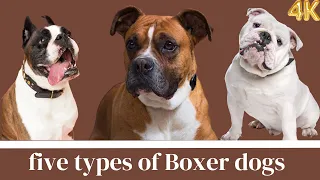 BOXER TYPES - 5 TYPES OF BOXERS