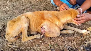 Dog with Giant ulcerated Tumor | Brought to Shelter as stray and no one noticed