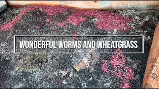 Wonderful Worms and Wheatgrass